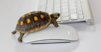 Langzaam-schildpad