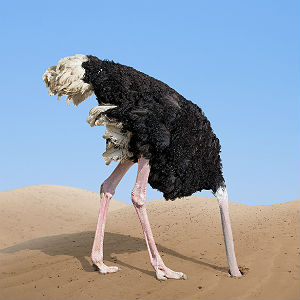 Ostrich-300